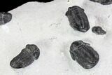 Cluster Nine Smooth Shelled Gerastos Trilobites - Mrakib, Morocco #108240-5
